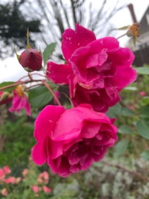 Close up of bright pink roses