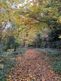 Autumn leaves on the trees and path